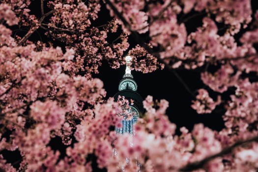 Tokyo Skytree and cherry blossoms&nbsp;🌸